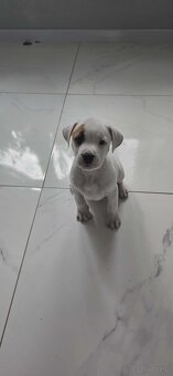 Szczeniaki amstaff - 2