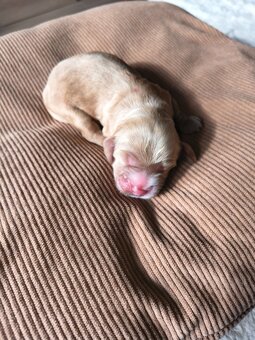 Szczeniak cocker spaniel angielski - 2