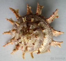 Muszle dla kolekcjonerów i czarne perły z Tahiti - 2