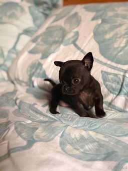 Chihuahua piękny samiec xxs - 2