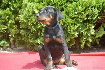 Szczenięta Beauceron (Berger de Beauce) - 2