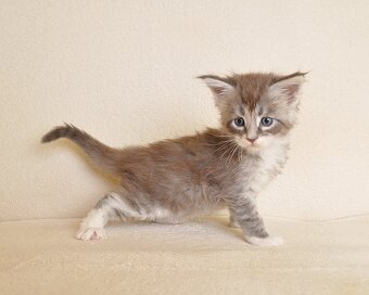 Śliczny kocurek Maine Coon - 2