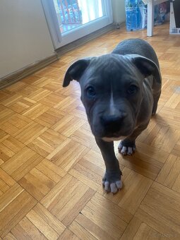 Piękny szczeniak amstaff gotowy do odbioru - 2