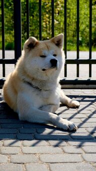 Akita Inu akita japońska szczenięta - 2