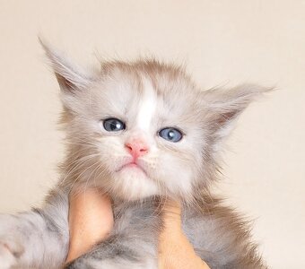 Przepiękna koteczka Maine Coon - 2