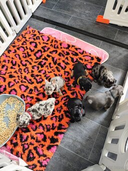 Buldogi francuskie - 2