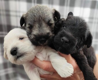 Sznaucer malý s PP - 2