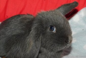 Cudne baranki niebieskie mini lop - 2