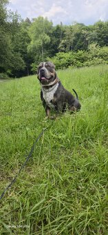 American bully xl - 2