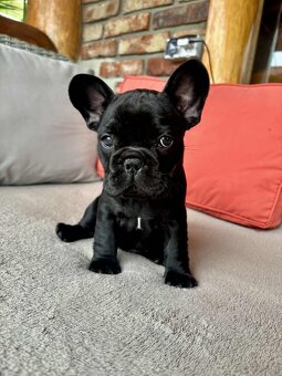 Buldog francuski - 2