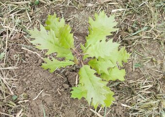 Sadzonki w doniczkach - dąb czerwony / Quercus rubra, hod. o - 2
