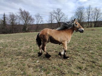 Ogier na sprzedaż - 2