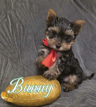 YorkShire Terier-szczenięta - 2