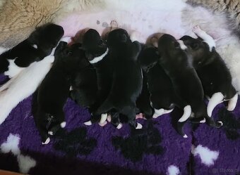 Amerikan Akita - excellent puppies - 2