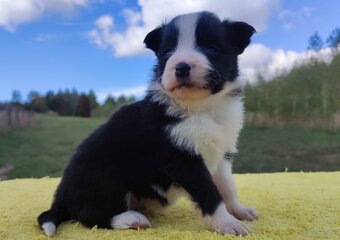 Piękna suczka HELGA - BORDER COLLIE z pełną dok. super rodzi - 2