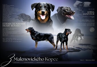 Beauceron štěňátka s PP - 2