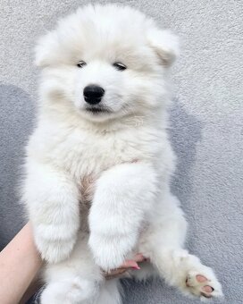 Samoyed suczka - gotowa do odbioru - 2