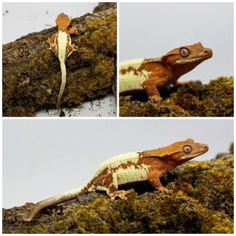 Gekony orzęsione (ciliatus) + akcesoria GeckoSVK - 2