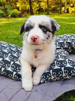 Border Collie czarno biała i Blue Merle - 2