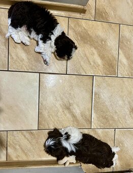 Pieski shihtzu - 2