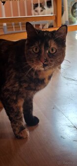 Czy ktoś przygarnie dwie kotki - 2