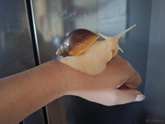 Sprzedam Ślimaki afrykańskie Lissachatina (Achatina)fulicia - 2