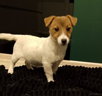 Jack Russell Terrier suczka - 2