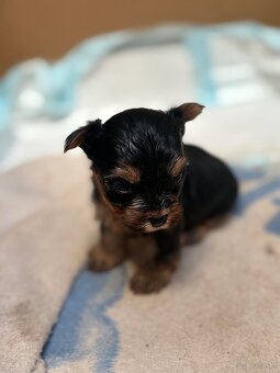 Yorkshire terrier - 2