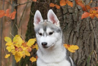 Siberian Husky ZKwP - 2