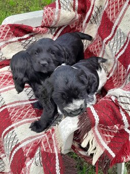 Cocer spaniel - 2