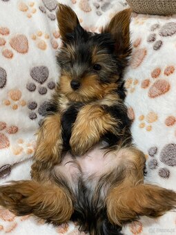 Yorkshire Terrier - 2