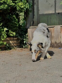 Owczarek szkocki collie dwa niebieskie oczka - 2
