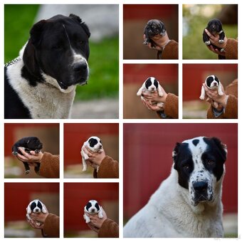 Central Asian Shepherd dog- SAO CAO - 2