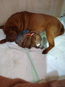 Sharpei, shar pei s PP - 2