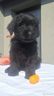BRIARD - 2