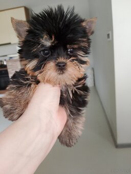 Yorkshire terrier - 2