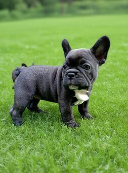 buldog francuski - 2