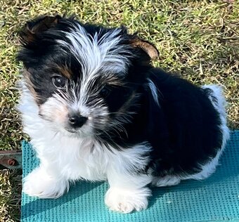 Biewer Yorkshire Terrier - 2