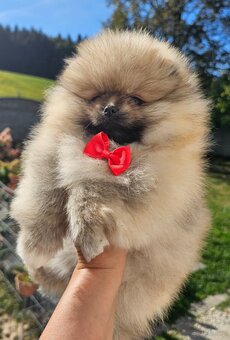 Szpic Miniaturowy Pomeranian - 2