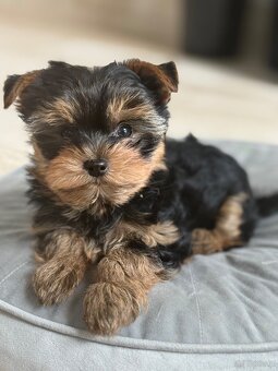 Yorkshire terrier - 2