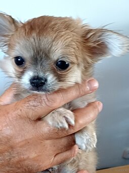 Chihuahua Długowłosa Maleńka Dziewczynka - 2