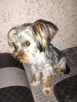 Reproduktor York miniaturka z rodowodem - 2