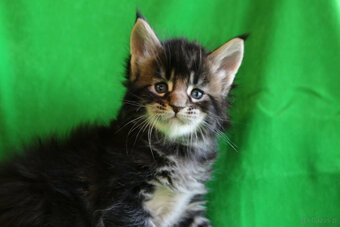 Kociaczki maine coon - 2