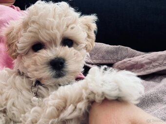 Suczka maltipoo - 2