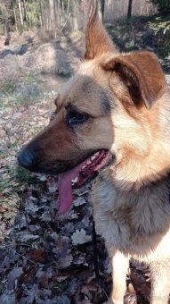 Do zaadoptowania - 2