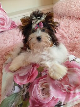 Samczyk z metryką ZKwP/FCI Biewer Yorkshire terrier - 2