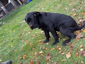 Cane corso - 2