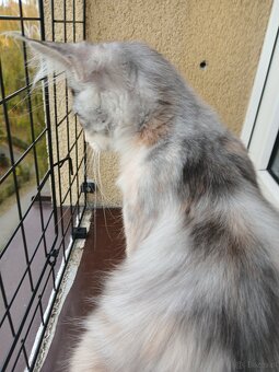 Maine coon - 2