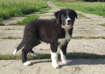 BORDER COLLIE czystej krwi z Hodowli - Rasowy z pełną dokume - 2
