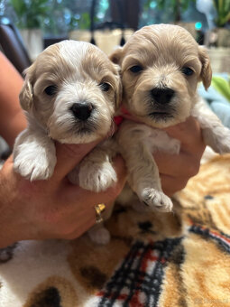 Maltipoo F1 pieski - 2